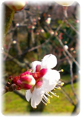 　古木に咲く”梅の花”_f0083712_11345791.jpg