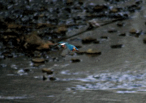 f0031423_22541355.gif