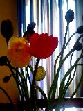 b0029024_1121872.jpg