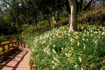 吾妻山公園の菜の花_f0002533_16205861.jpg