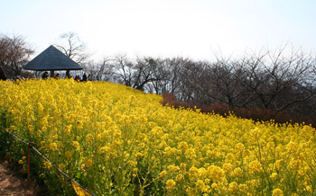 吾妻山公園の菜の花_f0002533_16281673.jpg