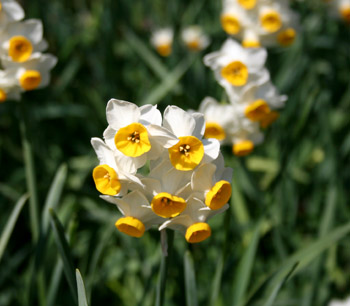 吾妻山公園の菜の花_f0002533_23114271.jpg