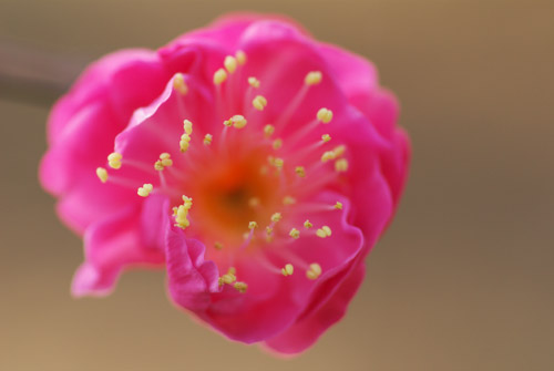 a0003746_1546591.jpg