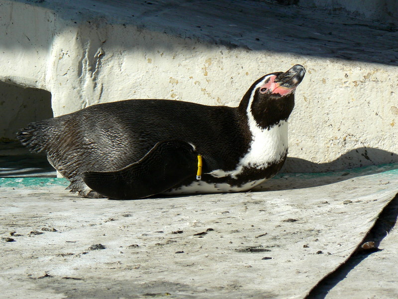 フンボルトペンギン（長野県飯田市動物園）_f0097047_2463847.jpg