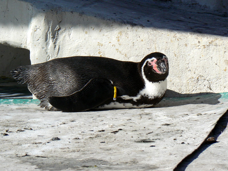 フンボルトペンギン（長野県飯田市動物園）_f0097047_2465578.jpg