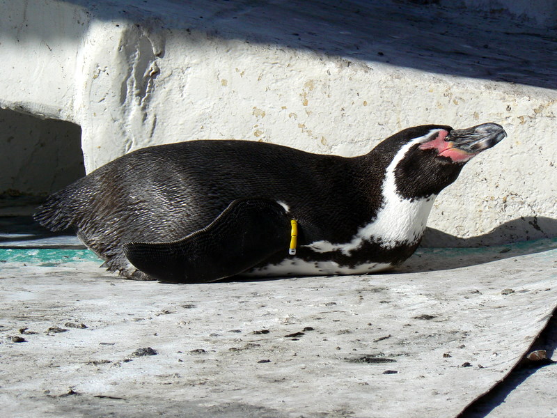 フンボルトペンギン 長野県飯田市動物園 カメラ目線写真 動物チラリズム フンボルトペンギン 長野県飯田市動物園 カメラ目線写真 動物チラリズム