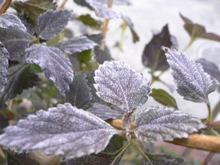 雪だと思ったら霜だったｗ_a0008549_22214954.jpg