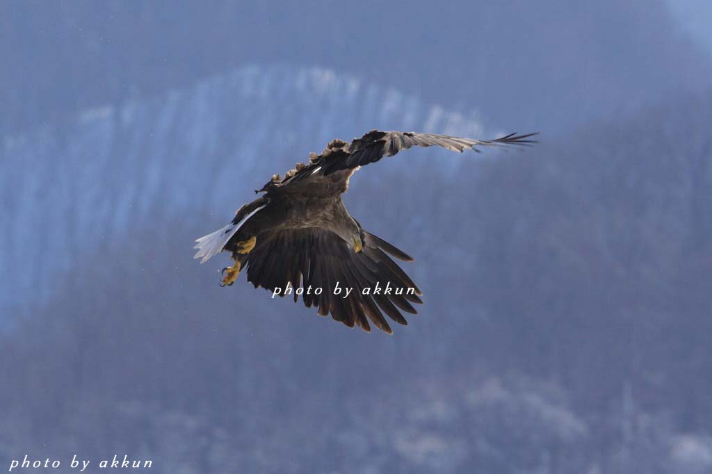 鳥さんですよ～_a0039860_2038544.jpg