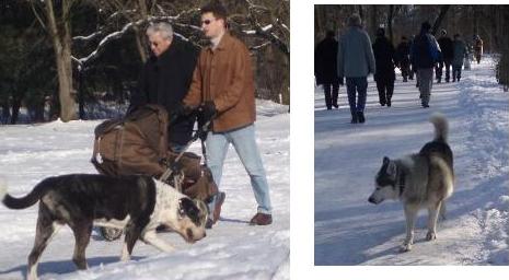 雪のイギリス公園で遊ぶ犬_b0091164_0294426.jpg