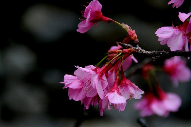 桜、さくら、沖縄はさくらが咲いていました_f0103667_1656417.jpg