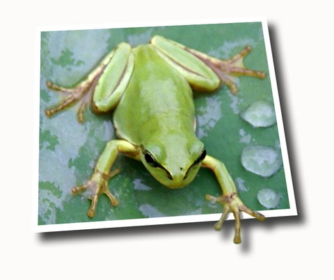 飛び出す写真 カエル 私的重箱の隅 寫真館