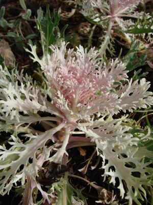 e0008586_0185359.jpg