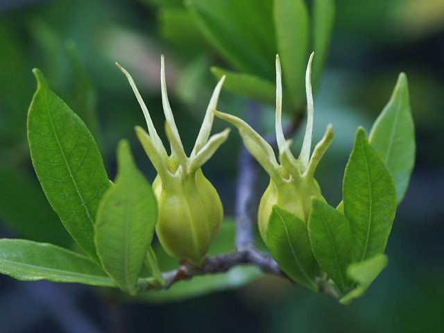 e0039703_11191062.jpg