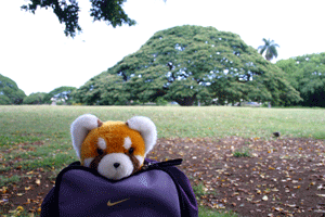 b0053429_2333078.gif