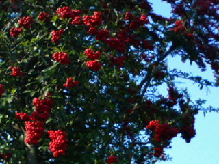 d0098335_21283313.jpg