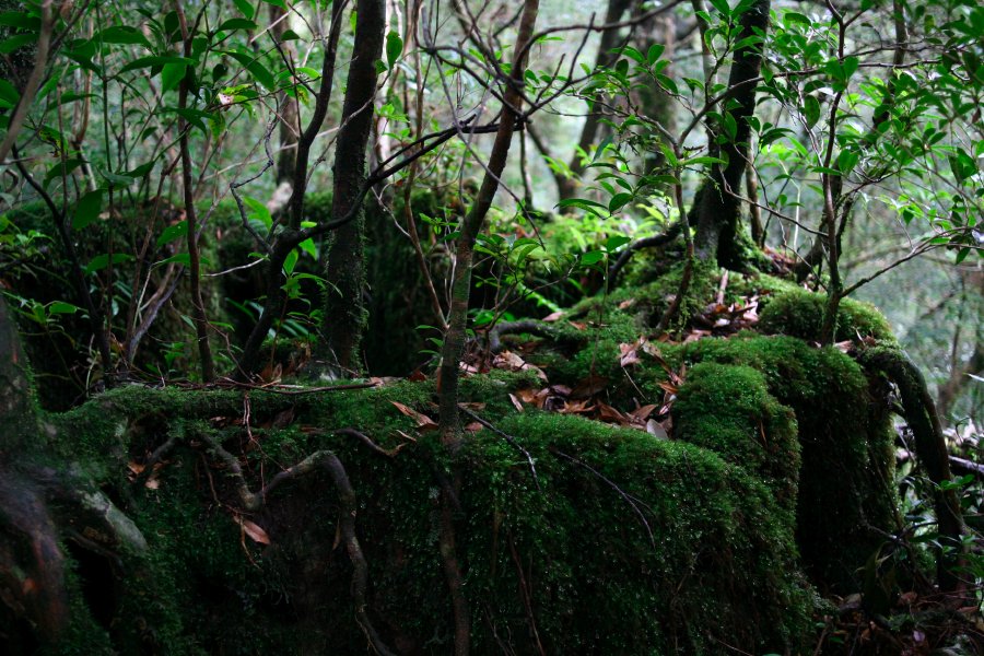 Distagon 28 in Yakushima Part3_b0060239_21144682.jpg
