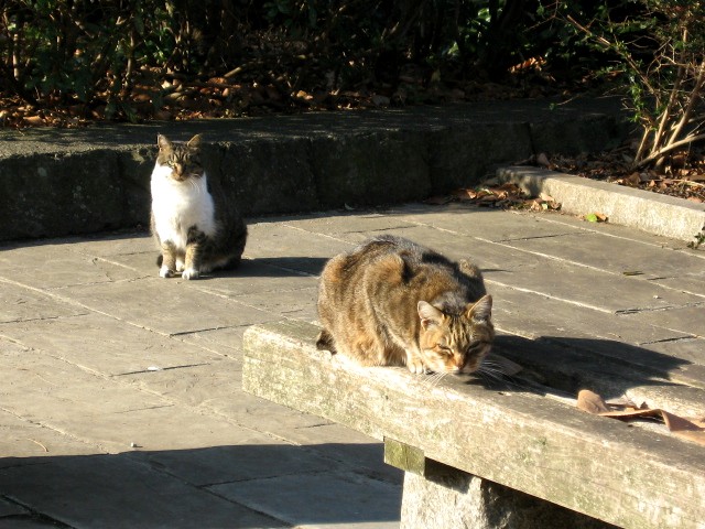 【新林公園の猫たち】_b0009849_1733616.jpg