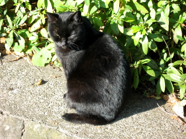 【新林公園の猫たち】_b0009849_1745712.jpg