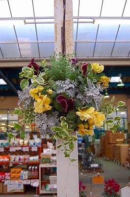 Oh ジョイフル本田 瑞穂店 Kusakiの この植物をお買い