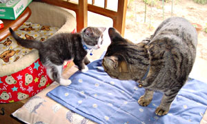 a0064067_0381940.jpg