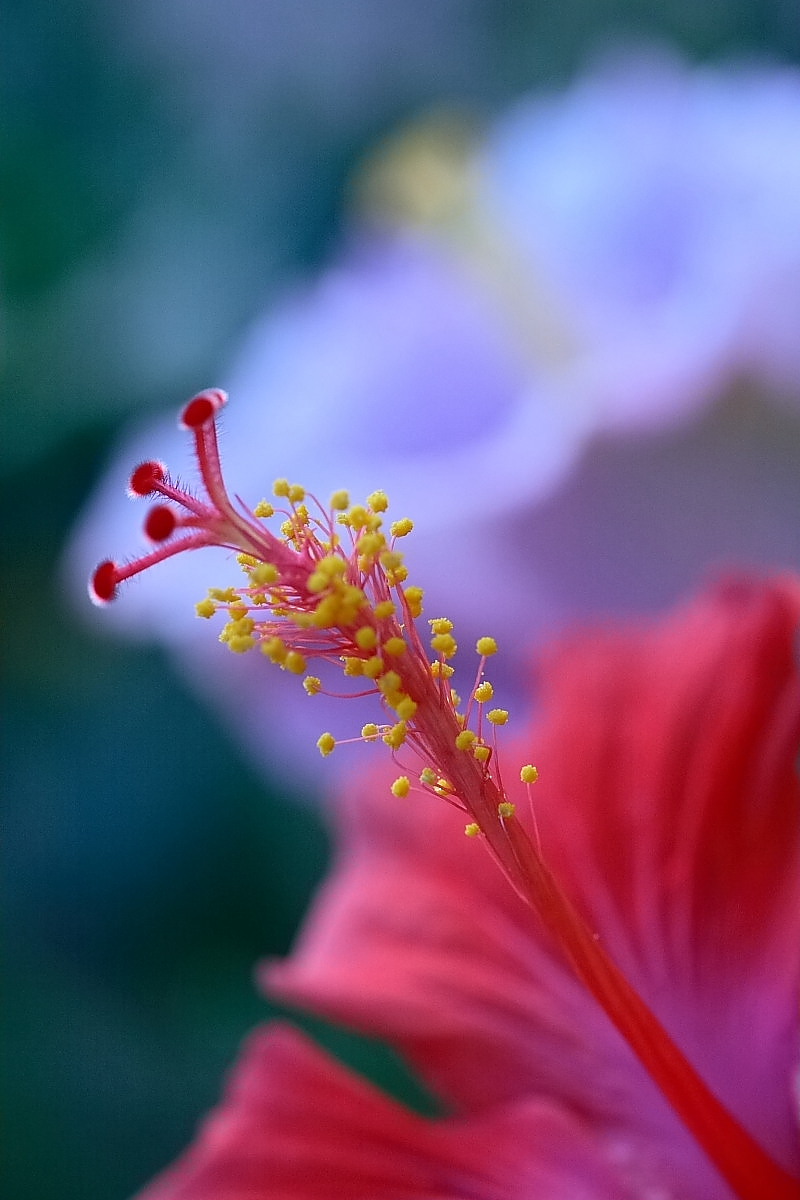 大阪　鶴見 <咲くやこの花館>　2_f0021869_1113492.jpg