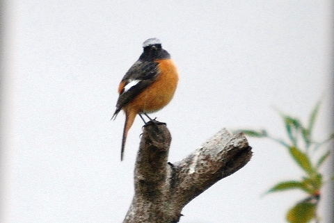 庭に来る鳥たち 悠々シニアライフ