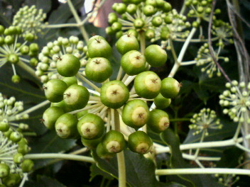 f0089079_5531223.jpg
