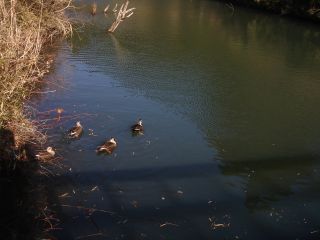2007年1月31日 あったかいなあ。昼間は_b0098584_22435354.jpg