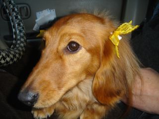 2007年1月31日 あったかいなあ。昼間は_b0098584_22452437.jpg