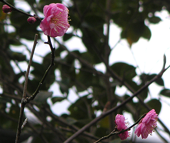 石光寺の蝋梅と紅梅_b0008289_20454523.jpg