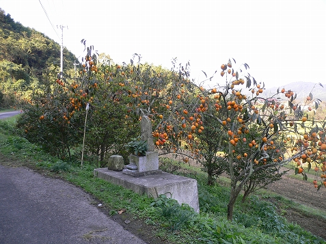 第3日目（11/5・前半）土居町内コンビニ・Daily～別格　第12番延命寺～四国中央市コンビニ・サークルK_e0043591_030386.jpg