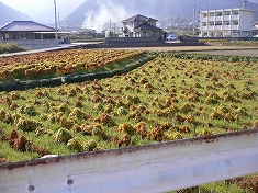 第3日目（11/5・前半）土居町内コンビニ・Daily～別格　第12番延命寺～四国中央市コンビニ・サークルK_e0043591_039383.jpg