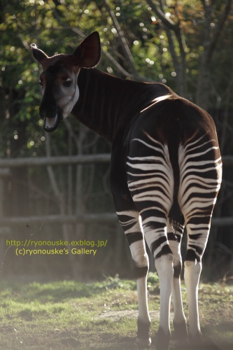 こちらオカピ Ryonouske S Animal Gallery