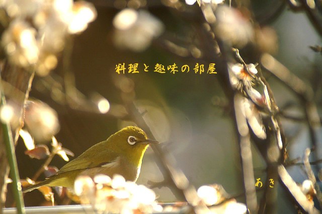 朝日の中のめじろちゃん_b0033423_16465086.jpg
