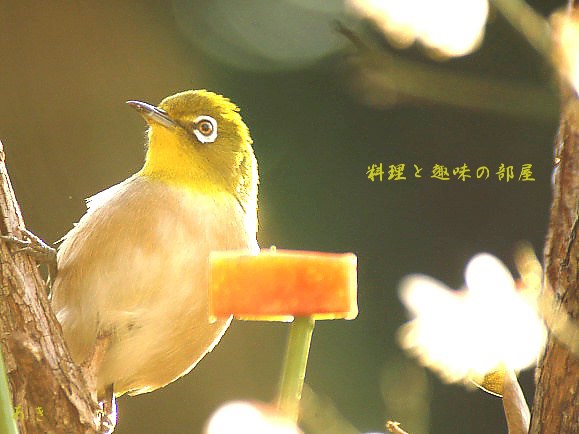 朝日の中のめじろちゃん_b0033423_1647219.jpg