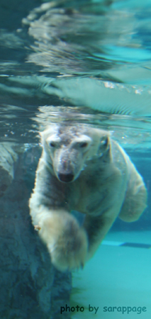 旭山動物園2_b0032526_21375116.jpg