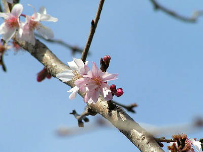 桜の花_f0030085_21432030.jpg