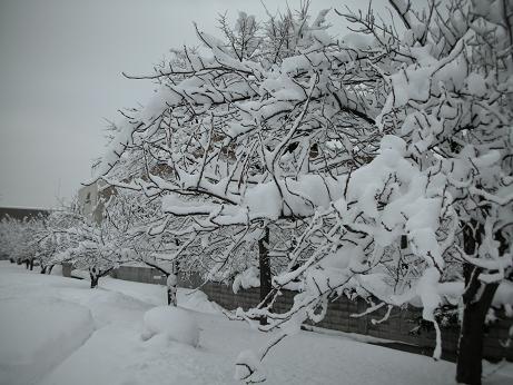 雪-1月30日_a0039299_214574.jpg