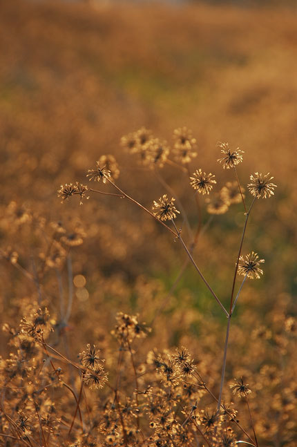 ＋ひっつき虫・・・センダン草_b0110018_15195383.jpg