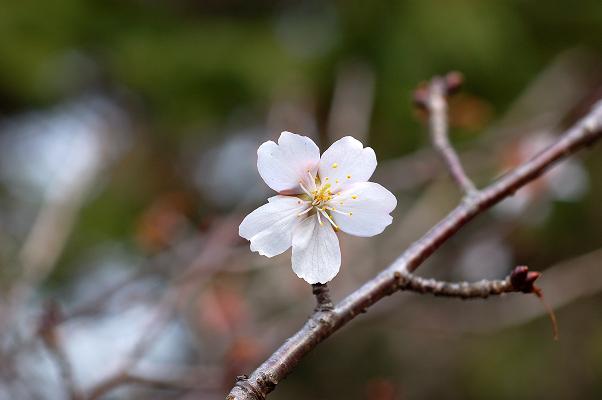 さくら咲く「冬桜（ふゆざくら）」 _e0098619_2213655.jpg