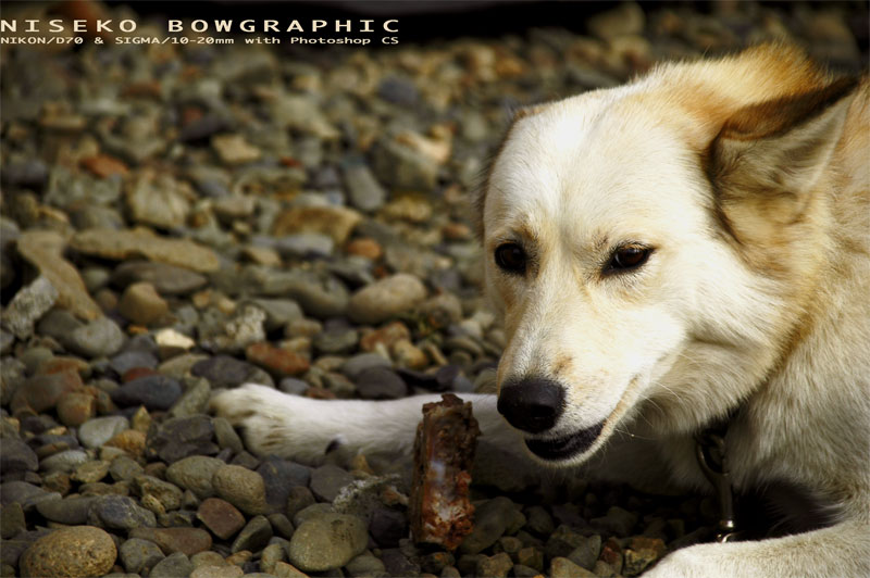 お袋の犬「バニラ」_b0086920_1253311.jpg