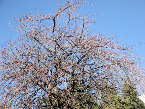 e0115526_152196.jpg