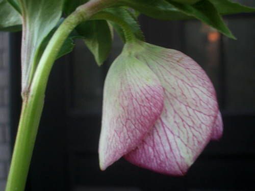 c0025140_7133846.jpg