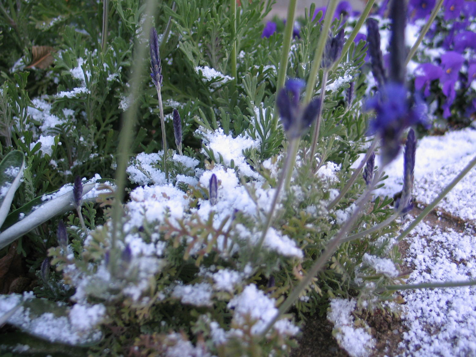 花にも雪が・・・・_e0095784_1273544.jpg