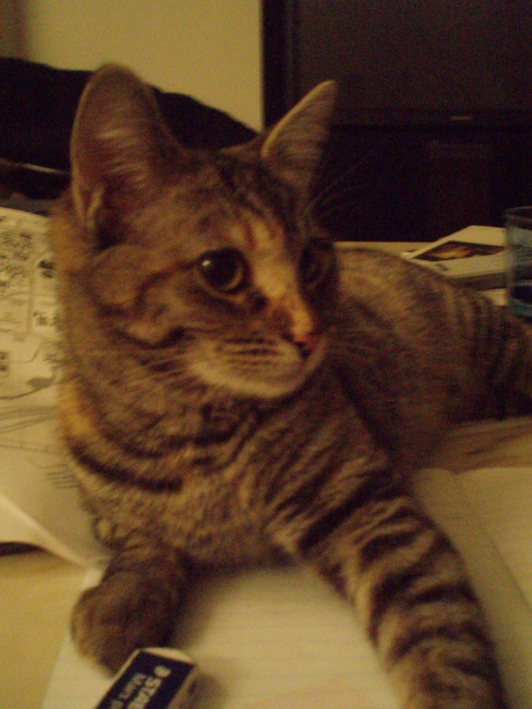 Cosmo_b0079097_984283.jpg