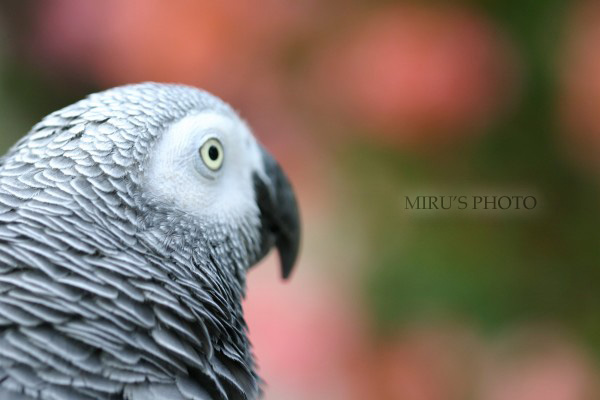 掛川花鳥園　花と鳥_c0037519_1304625.jpg