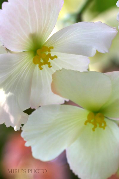 掛川花鳥園　花と鳥_c0037519_1312868.jpg