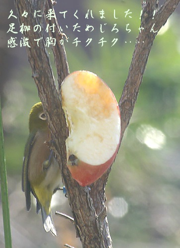 足枷の付いためじろちゃんが又来てくれました！！_b0033423_12433096.jpg