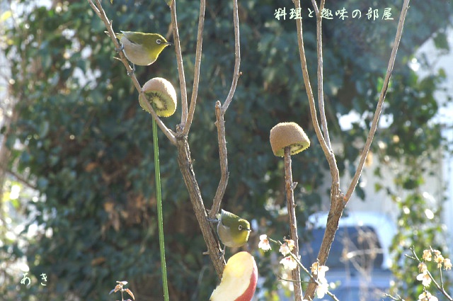 足枷の付いためじろちゃんが又来てくれました！！_b0033423_1243503.jpg