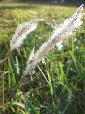d0041032_86536.jpg